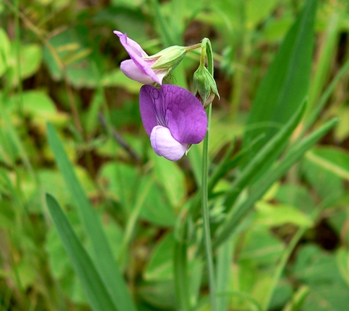 {Lathyrus sylvestris}